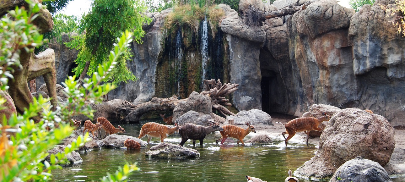 Bioparc Valencia, en el Top 10 de Zoologicos Mundiales.